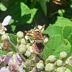 Rhynocoris punctiventris