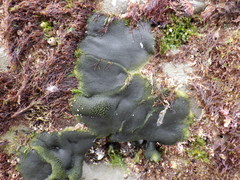 Codium adhaerens