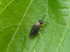 Eutomostethus ephippium