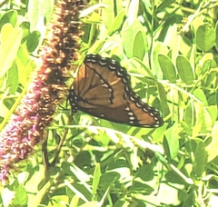Limenitis archippus obsoleta