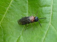 Eutomostethus ephippium