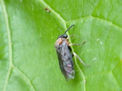 Eutomostethus ephippium