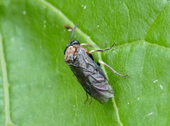 Eutomostethus ephippium