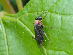 Eutomostethus ephippium