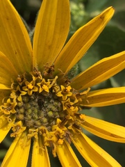 Balsamorhiza