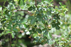 Commiphora leptophloeos