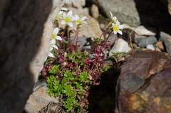 Saxifraga praetermissa