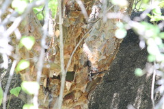 Commiphora leptophloeos