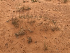 Muhlenbergia pungens