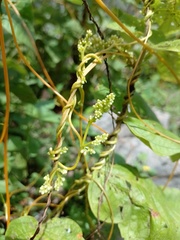 Cuscuta americana