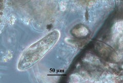 Parameciidae