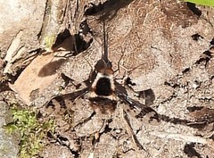 Bombylius pulchellus
