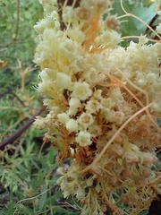 Cuscuta partita