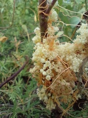 Cuscuta partita