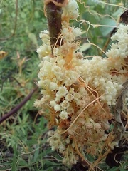 Cuscuta partita