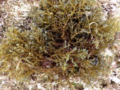 Ericaria selaginoides