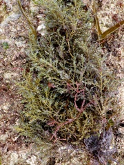 Ericaria selaginoides