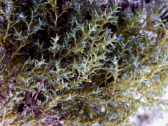 Ericaria selaginoides