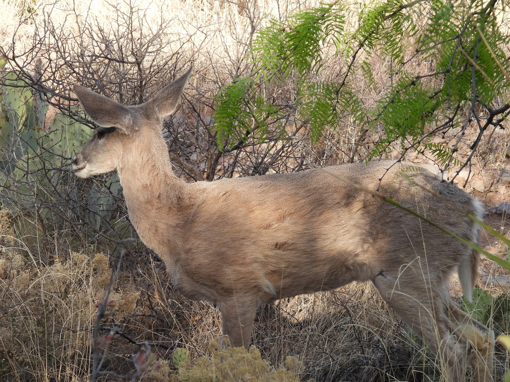 Carmen Mountain White-tailed Deer
