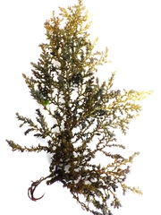 Ericaria selaginoides