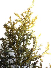 Ericaria selaginoides