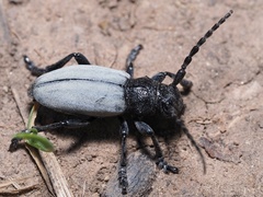 Dorcadion fuliginator