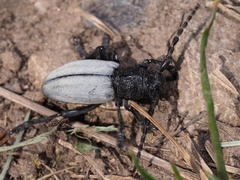 Dorcadion fuliginator