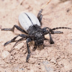 Dorcadion fuliginator