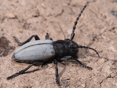 Dorcadion fuliginator