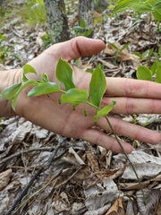 Polygonatum pubescens