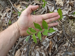 Polygonatum pubescens