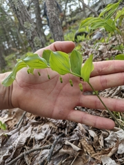 Polygonatum pubescens