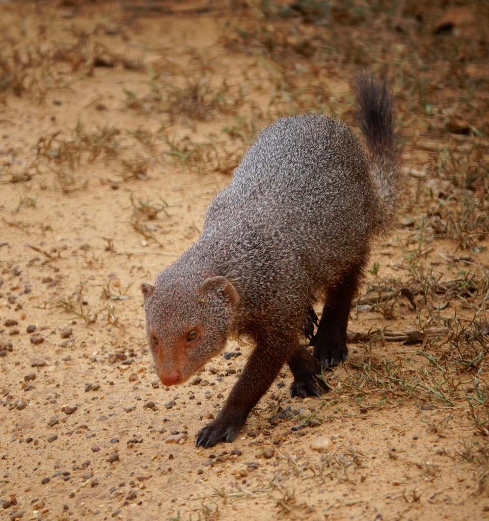 Ruddy Mongoose