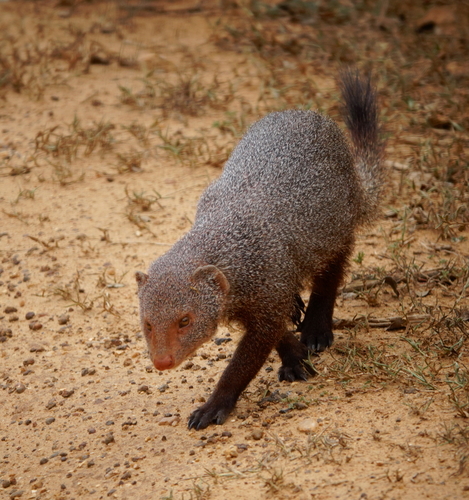 Sri Lankan Ruddy Mongoose (Subspecies Urva smithii zeylanius) · iNaturalist