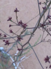 Eriogonum