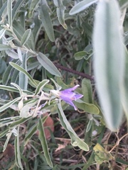 Solanum elaeagnifolium