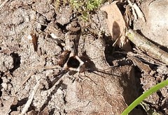 Bombylius pulchellus