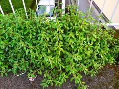 Parietaria