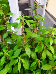 Parietaria