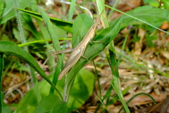 Achurum carinatum