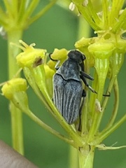 Ptilophorus dufouri