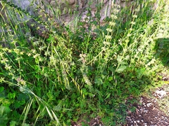 Salvia