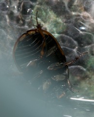 Sphaeridium scarabaeoides