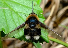 Bombylius varius