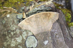 Paragonia cruraria