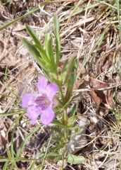 Dyschoriste linearis