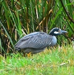 Nyctanassa violacea