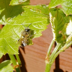 Anthophila