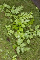 Hymenophyllales