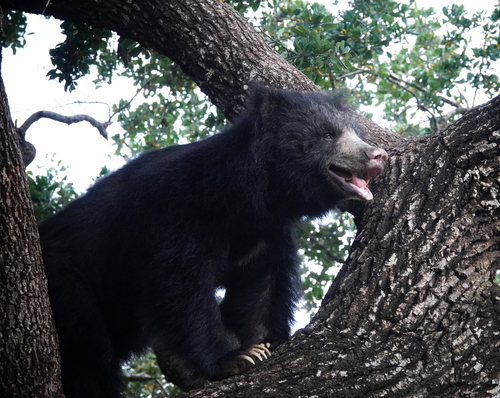 ナマケグマ